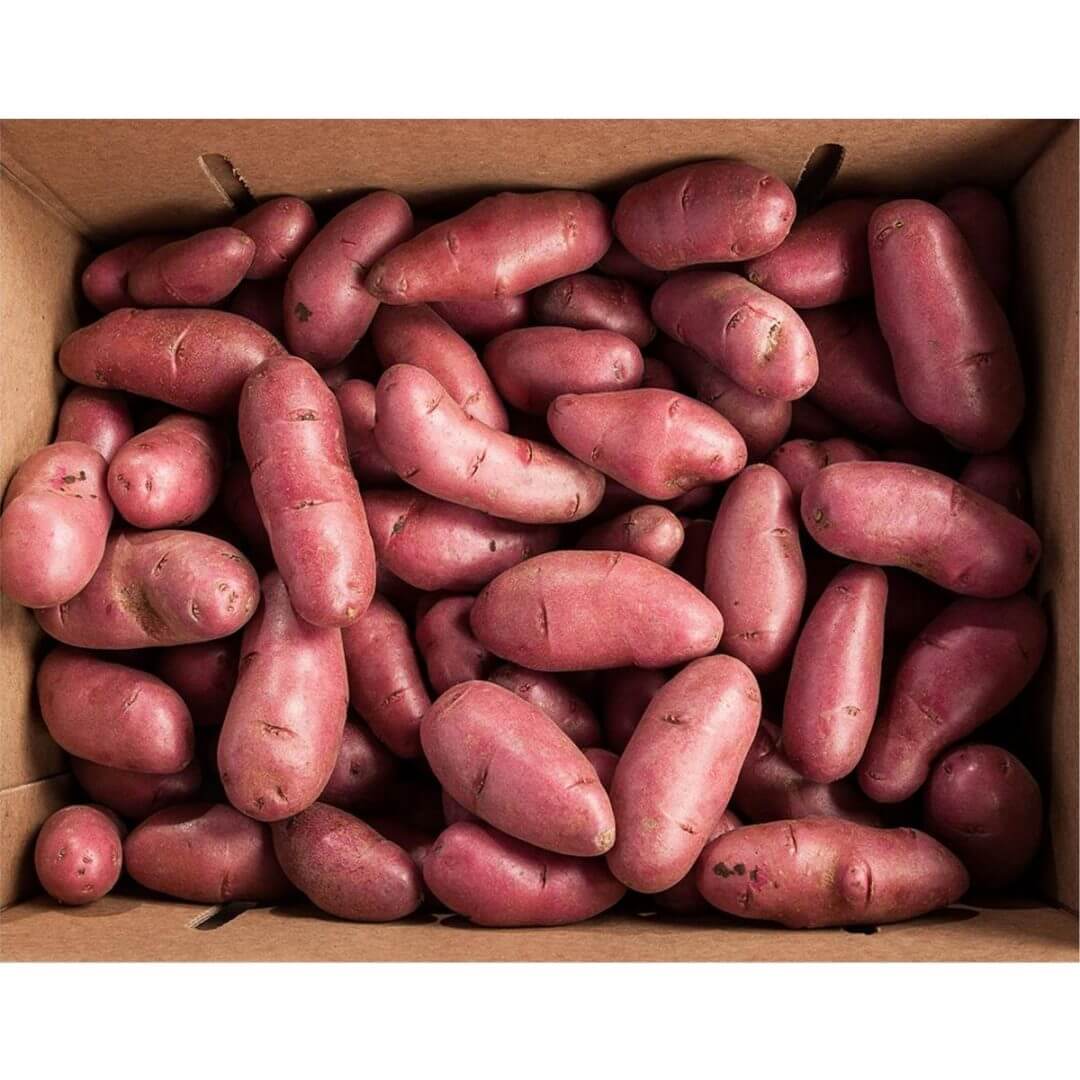 Gourmet Specialty Imports, Your Specialty Onion Source, Grande Gourmet, Fresh Red Fingerling Potatoes